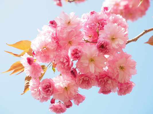 卒業式や門出のお祝いにおすすめの花は?花言葉とともに紹介