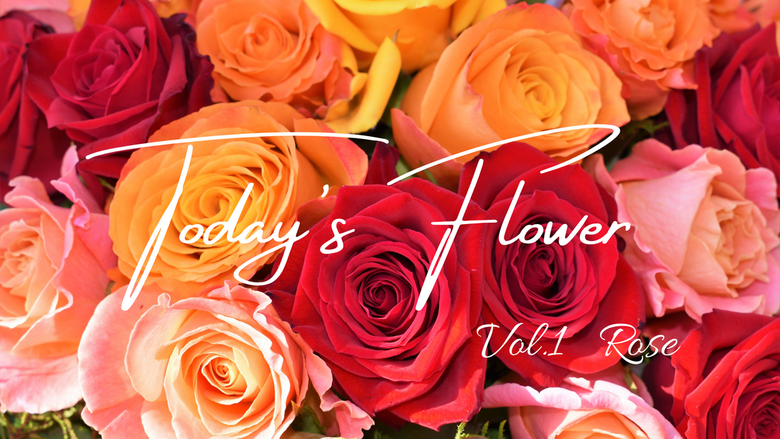 【PICK UP! Today’s Flower】 vol.1 バラ